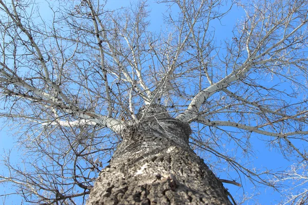 Árbol de silueta en el fondo del cielo azul —  Fotos de Stock