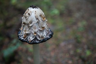 Coprinus comatus mantar