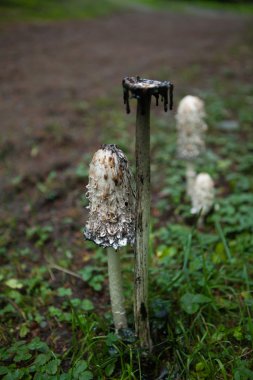 Coprinus comatus mantar