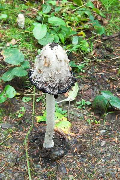 Coprinus comatus mantar — Stok fotoğraf