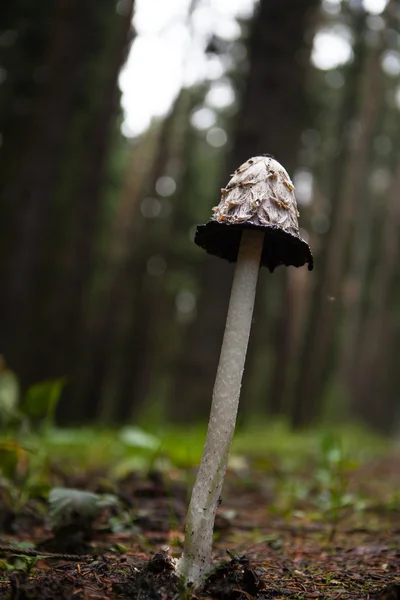 Champignon Coprinus Comatus — Photo