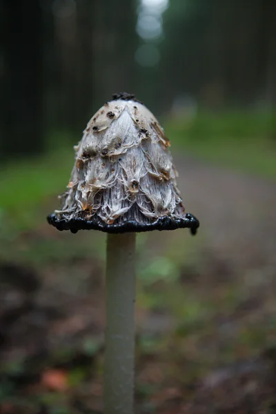 Coprinus comatus mushroom — Stock Photo, Image