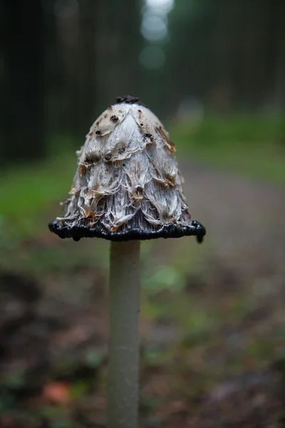 Geschubde inktzwam paddestoel — Stockfoto