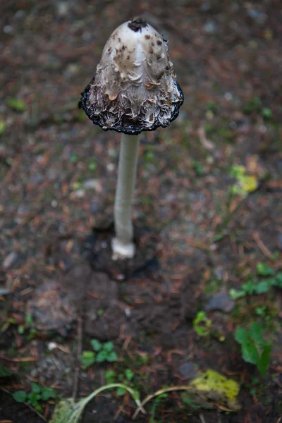 Champignon Coprinus Comatus — Photo