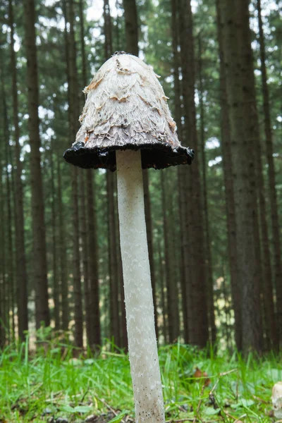 Champignon Coprinus Comatus — Photo