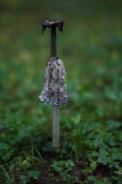 Czernidłak kołpakowaty grzyb — Zdjęcie stockowe