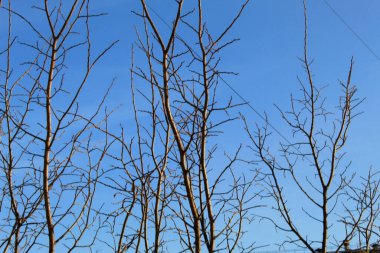 Mavi gökyüzüne karşı ağaç dalları