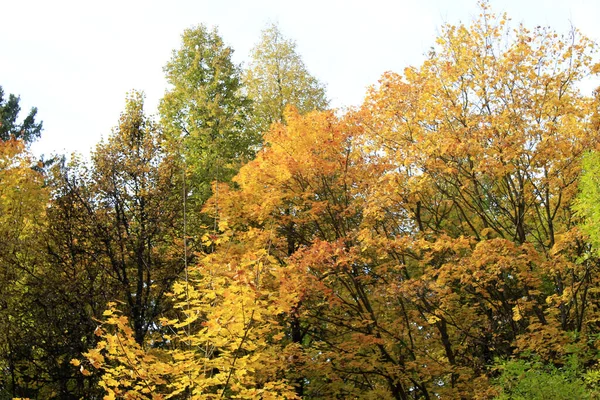 Autumn Trees Park — Stock Photo, Image