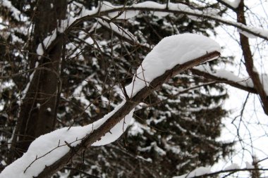 Kışın karla kaplı ağaç