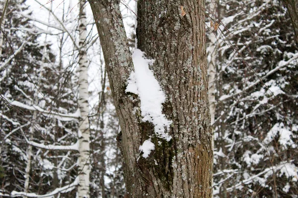 Árvore Coberta Neve Inverno — Fotografia de Stock