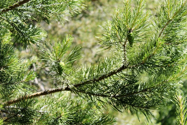 Branches Pine — Stock Photo, Image