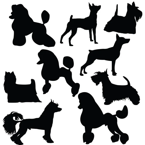 Set of silhouettes of standing decorative dogs — Stock Vector