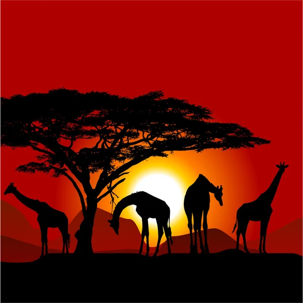 Σιλουέτες των καμηλοπαρδάλεις στο αφρικανικό ηλιοβασίλεμα - σαβάνα — Διανυσματικό Αρχείο