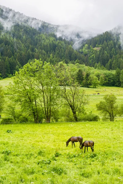 Vit och brun häst i berg scen — Stockfoto