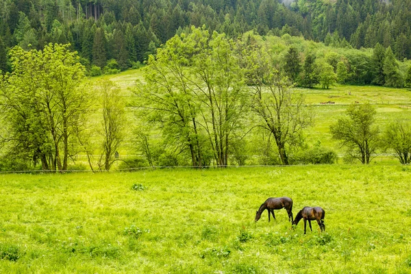 Skogslandskap med betande hästar — Stockfoto