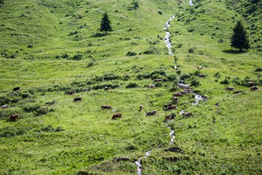 Bir dere - yatay otlayan inekler