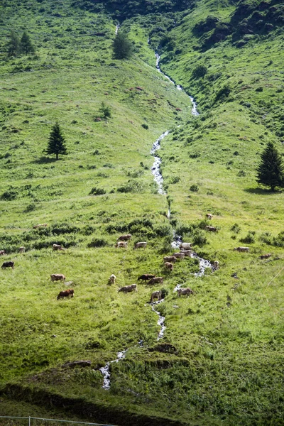 Vacas pastando perto de um riacho - Vertical — Fotografia de Stock