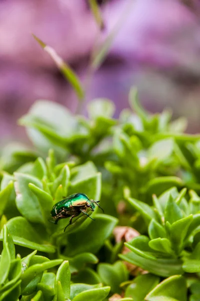 Scarab — Stock Photo, Image