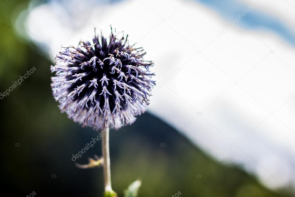 Echinops