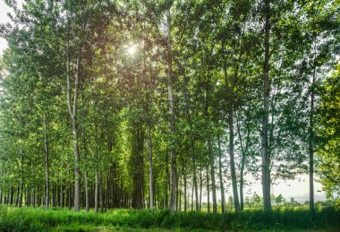 Ağaçların arasından güneş