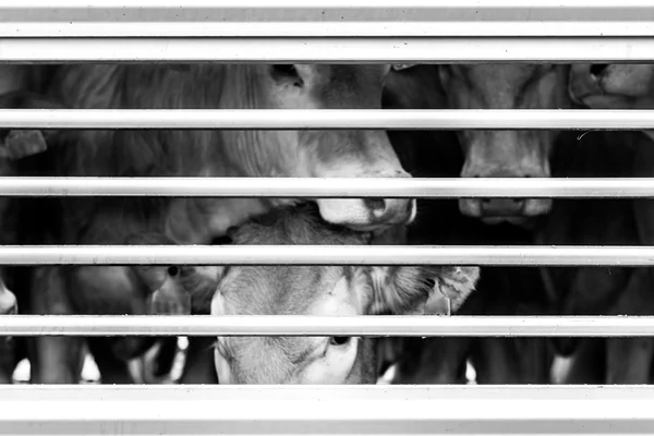 Memorie ogen van koeien achter hek — Stockfoto
