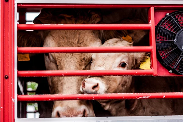 Pleading eyes of cows behind fence — Stock Photo, Image