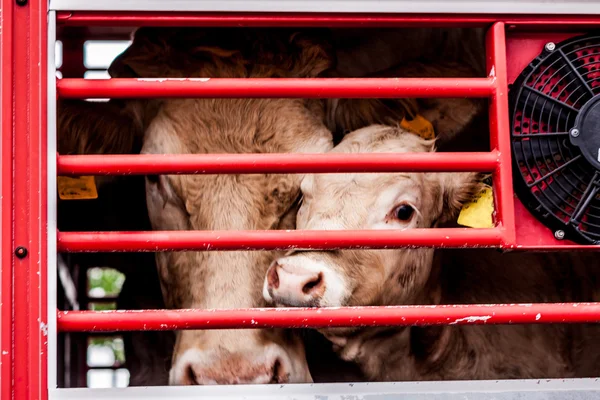 Olhos suplicantes de vacas atrás da cerca — Fotografia de Stock