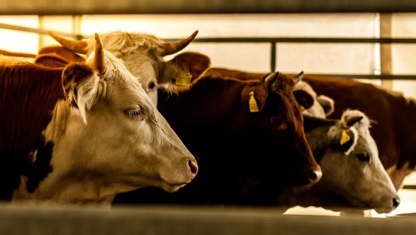 Υπόμνημα μάτια των αγελάδων πίσω από το φράχτη — Φωτογραφία Αρχείου