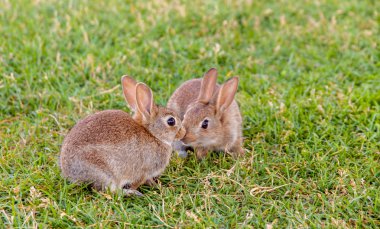 Çimenlerin üzerinde küçük tavşan