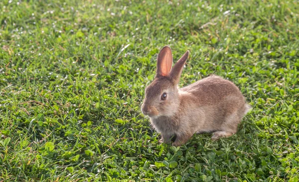 Маленькі кролики на траві — стокове фото