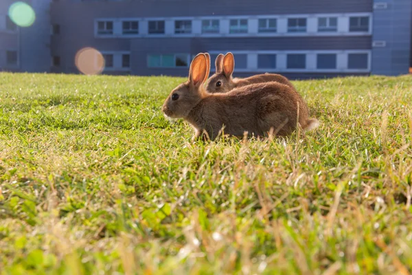 Маленькі кролики на траві — стокове фото