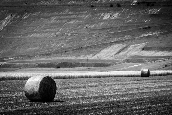 Hay bollar på fältet — Stockfoto