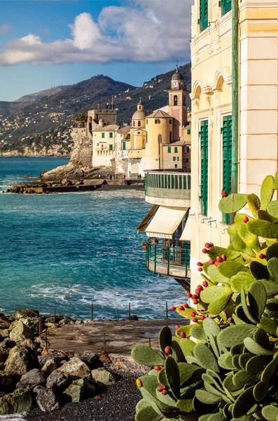 Prickly pear on a mediterranean coastline in Camogli, near Genoa — Stock Photo, Image