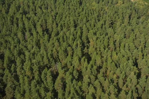 Aerial view of evergreen trees, tree top texture. Beautiful green fir forest top down drone. Forest, pine-tree trees view shot from height