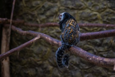 Marmoset Geoffrey bir dalda oturuyor..