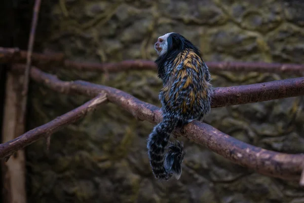 Marmoset Geoffrey is sitting on a branch. — Stock Photo, Image