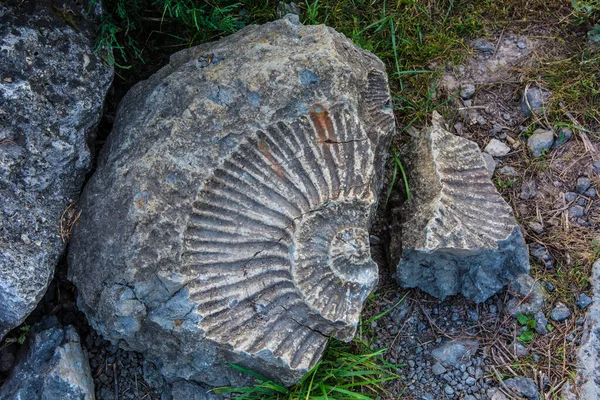 Impresión de amonita en la arqueología de piedra y paleontología de fondo Imagen De Stock