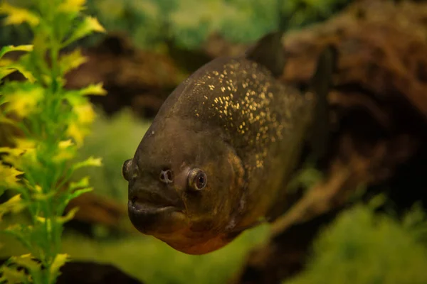 Piranha i akvarium på baggrund af grønne planter. - Stock-foto