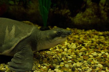 Domuz burunlu kaplumbağa akvaryumun dibinde..