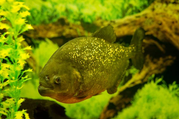 Piranha i akvarium på baggrund af grønne planter. - Stock-foto