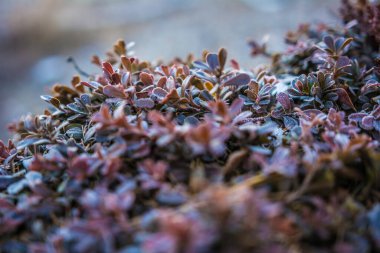 Bitki örtüsü, doğa geçmişi. Soğuk don yaprağı. Dışarıda kar mevsimi. Ormandaki güzel buz gibi bir dal. Makro beyaz yapraklar. Noel havası. Donmuş ağaç yakın plan.