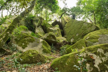 Ormandaki yol. Büyük gri taş. Üzerinde yeşil yosun var. Yeşil bitkiler ve ağaçlar