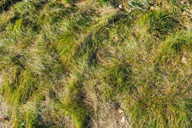 Gökyüzünden parlak güneş manzaralı yeşil çimenler.