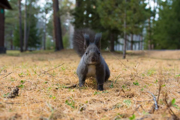 Sibirisches Eichhörnchen Wald Wildes Sibirisches Grauhörnchen Wald — Stockfoto