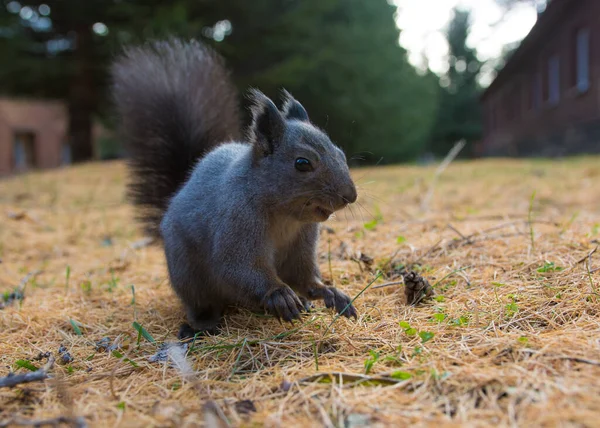 Sibirisches Eichhörnchen Wald Wildes Sibirisches Grauhörnchen Wald — Stockfoto