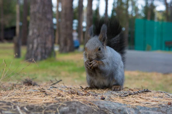 Sibirisches Eichhörnchen Wald Wildes Sibirisches Grauhörnchen Wald — Stockfoto