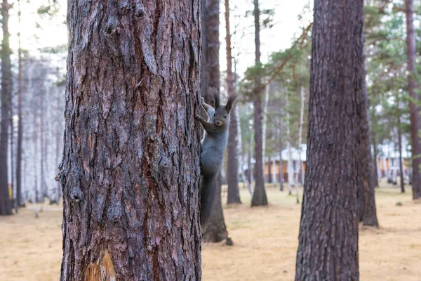 Wiewiórka Syberyjska Lesie Dzika Szara Wiewiórka Syberyjska Lesie — Zdjęcie stockowe