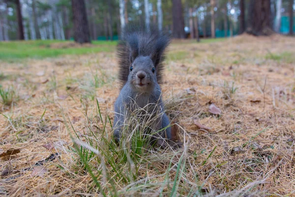 Écureuil Sibérien Dans Forêt Écureuil Gris Sibérie Sauvage Dans Forêt — Photo