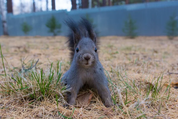 Sibirisches Eichhörnchen Wald Wildes Sibirisches Grauhörnchen Wald — Stockfoto
