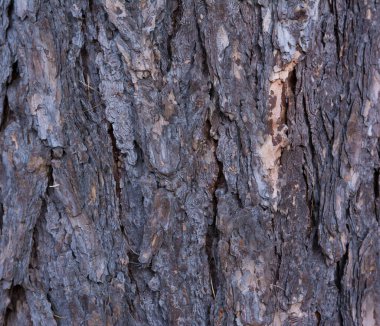 Yakın mesafeden çam kabuğu dokusu. Yakın mesafeden çam ağacı kabuğu dokusu.